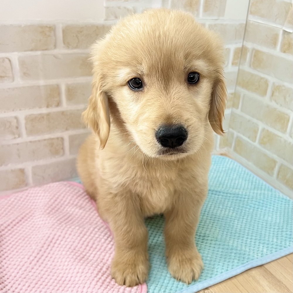抱っこ大好き甘えん坊のゴールデンちゃん♡＊ペットショップ犬の